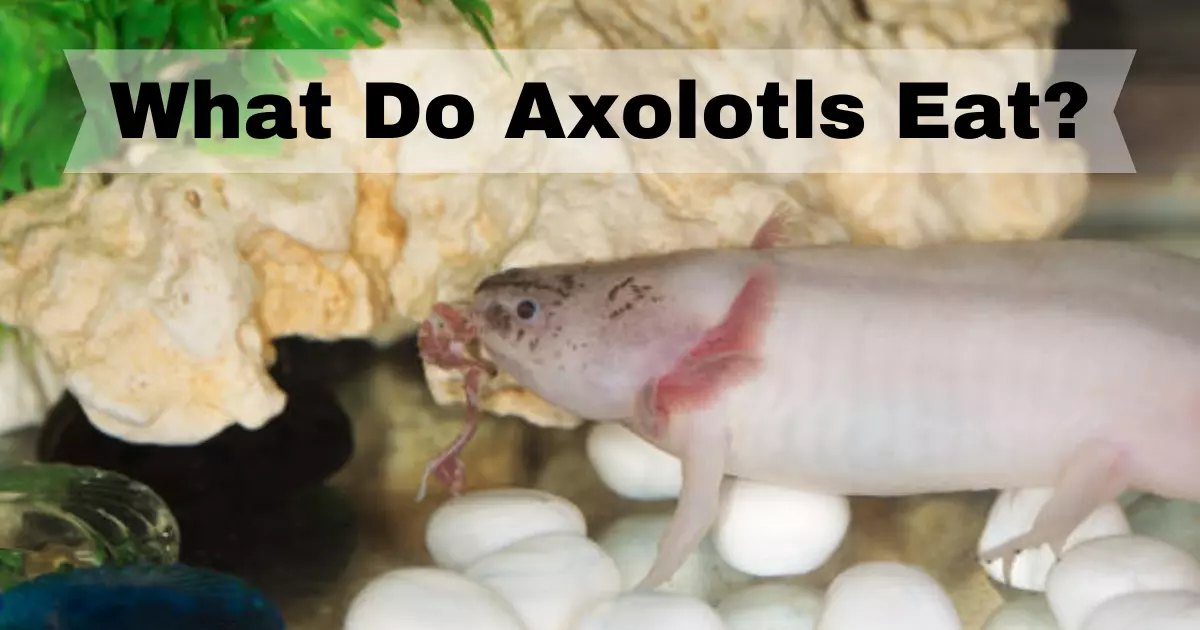 What Do Axolotls Eat