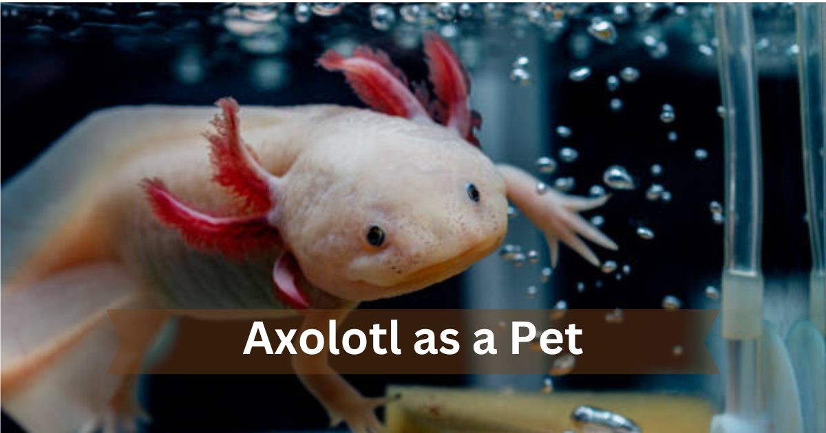Axolotl as a Pet