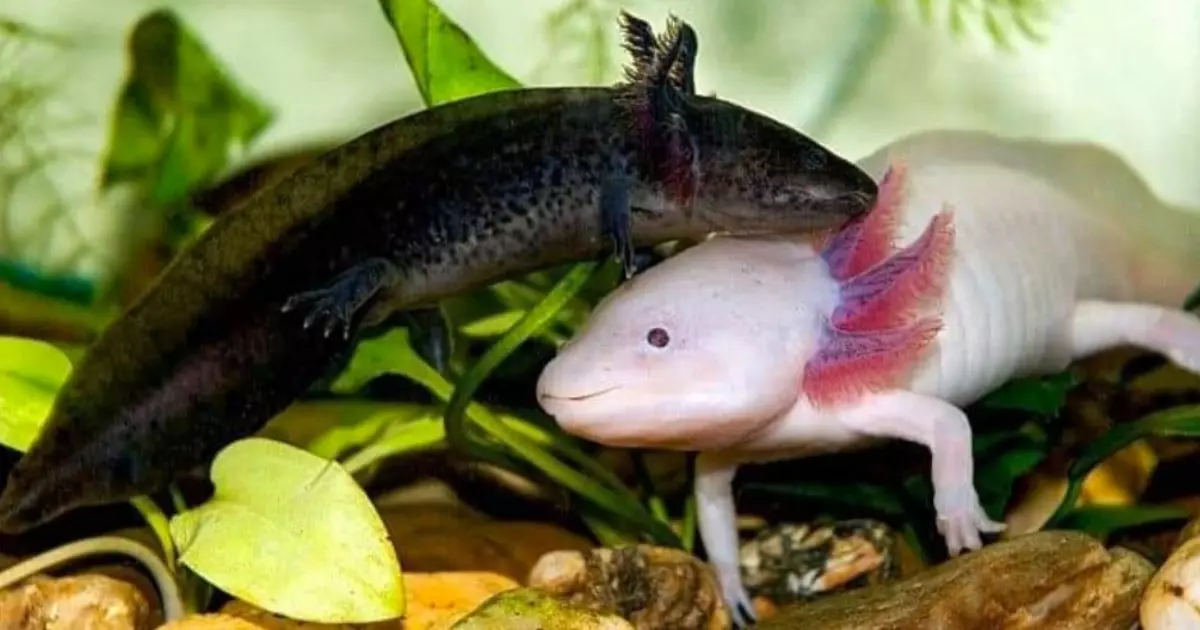 Axolotl Lifespan