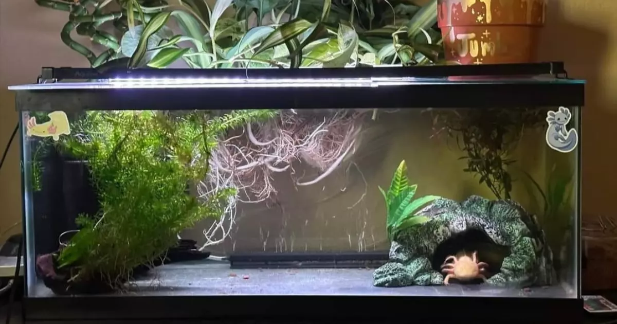 Axolotl water tank