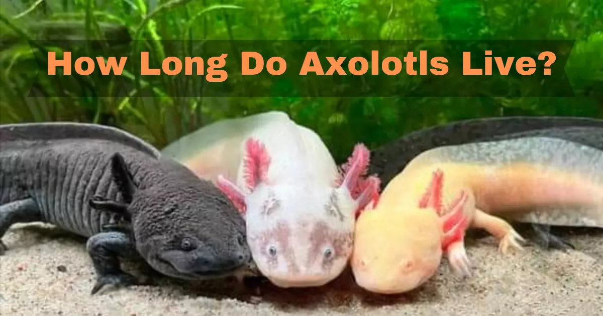 How Long Do Axolotls Live