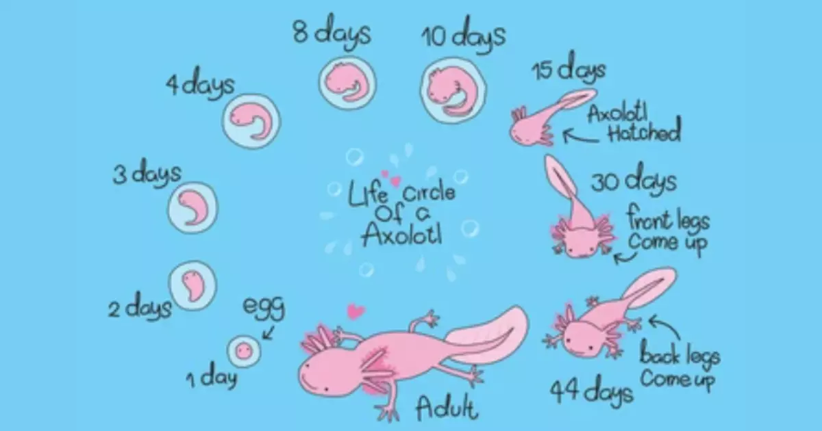 life cycle of an axolotl
