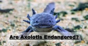Are Axolotls Endangered