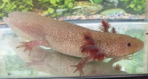pictures of axolotls
