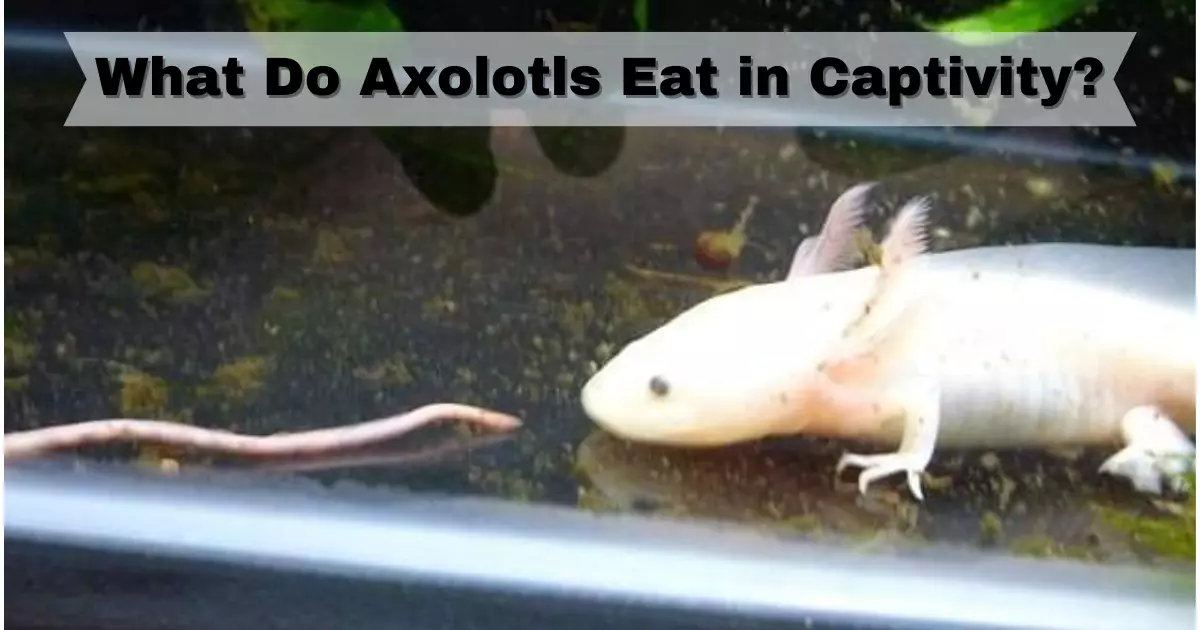 What Do Axolotls Eat