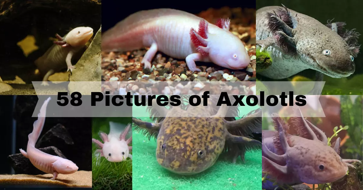 Pictures of Axolotls