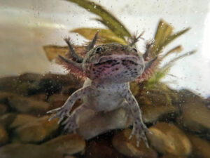 pictures of axolotls
