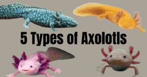 5 Types of Axolotls