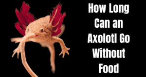 How Long Can an Axolotl Go Without Food