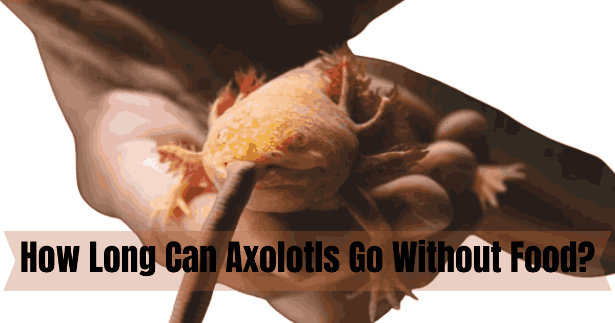 How Long Can Axolotls Go Without Food