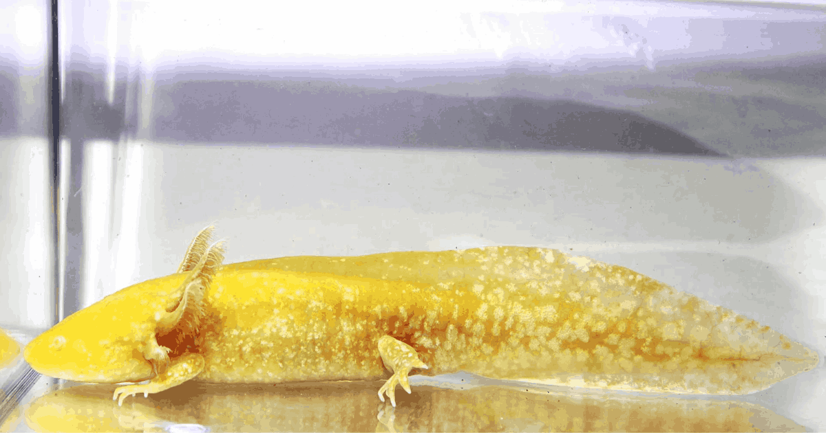Golden Axolotl
