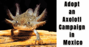 Adopt an Axolotl Campaign in Mexico