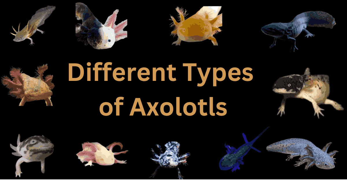 Different Types of Axolotls
