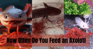 How Often Do You Feed an Axolotl