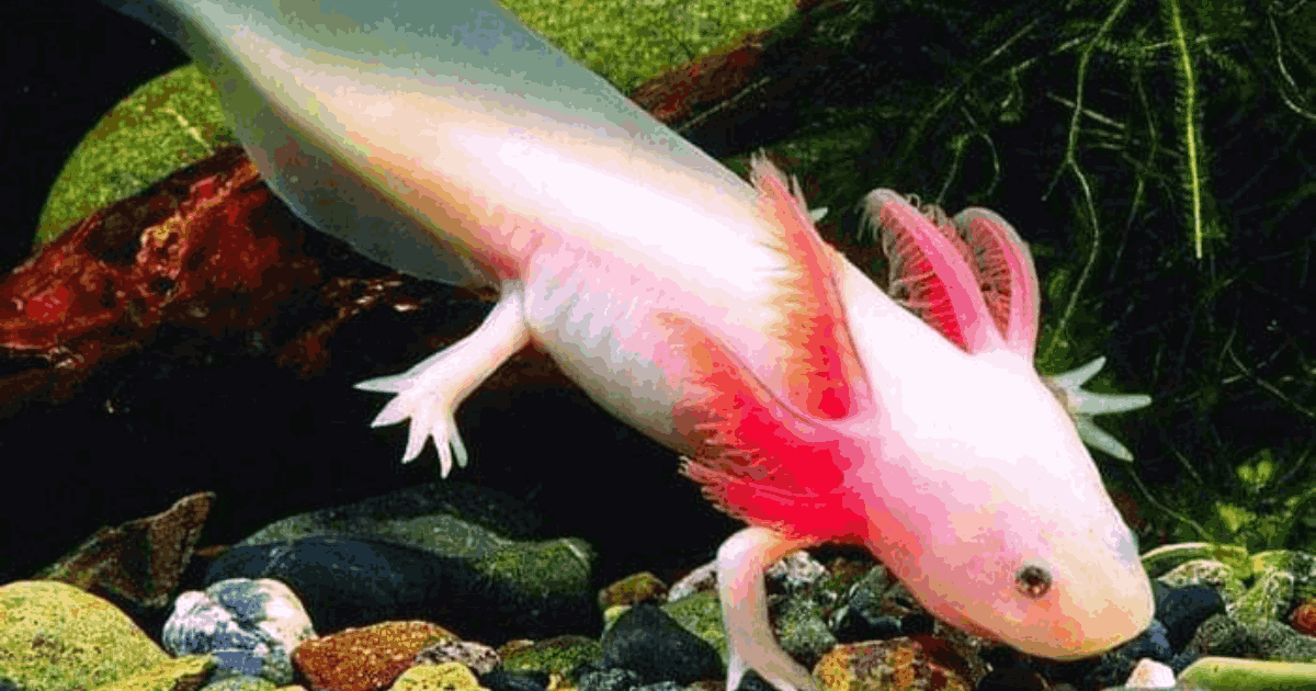 Albino Axolotls