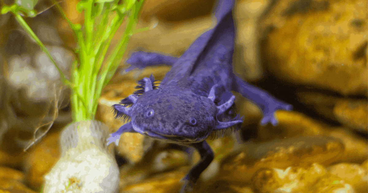 Melanoid Axolotl