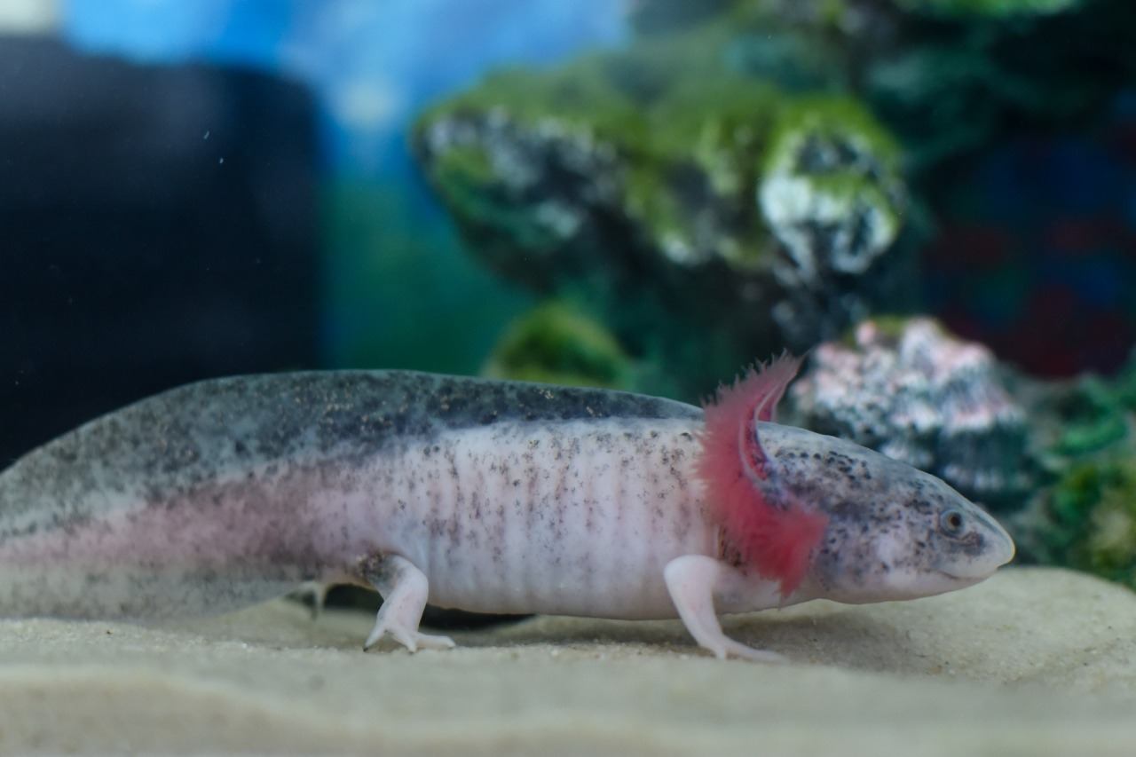 Piebald Axolotl