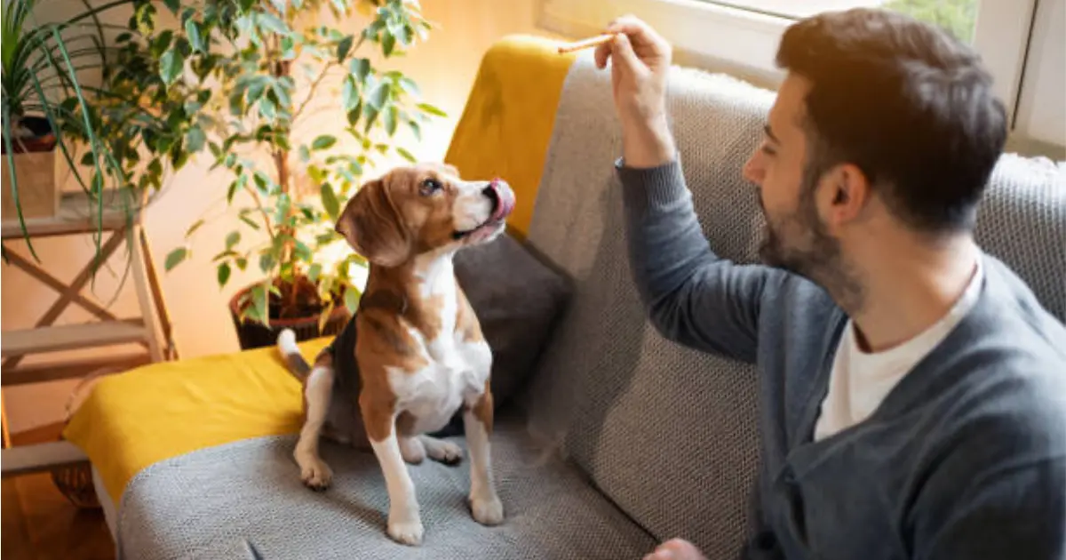 how to start a dog treat business